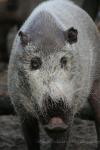 Bornean bearded pig *