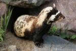 Marbled polecat