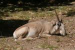 Kölner Zoo