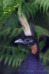 Congo peafowl