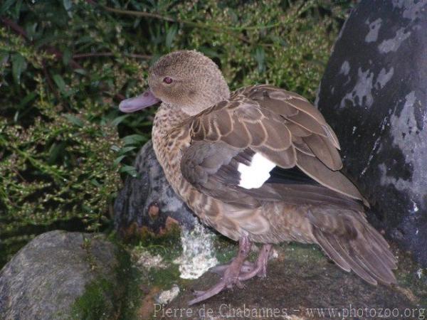 Madagascar teal