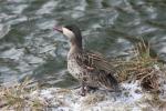 Red-billed duck