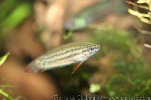 Crescent betta