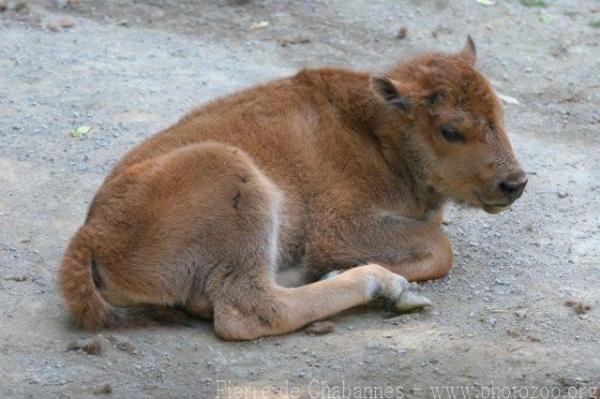 Plains bison