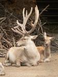 Bukhara red deer