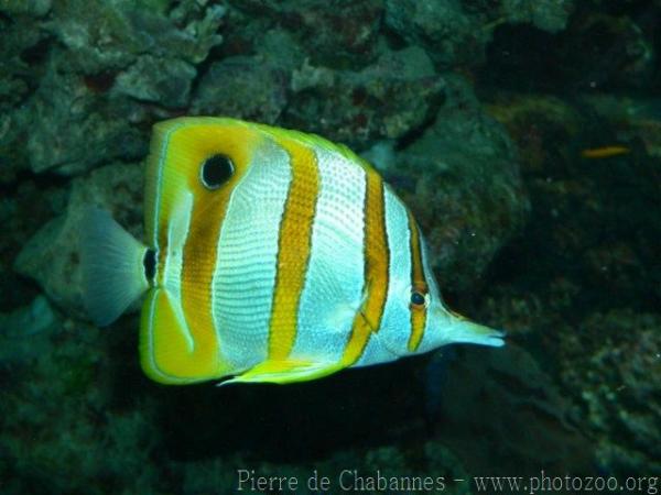 Copperband butterflyfish