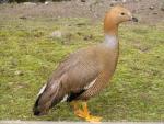 Ruddy-headed goose