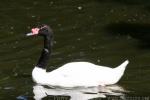 Black-necked swan