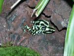 Green and black poison frog