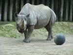 Eastern black rhinoceros