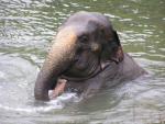 Asian elephant