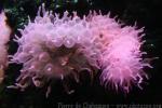 Bulb tentacle sea anemone