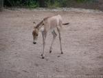 Persian onager