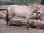 Przewalski's horse