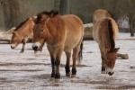 Przewalski's horse