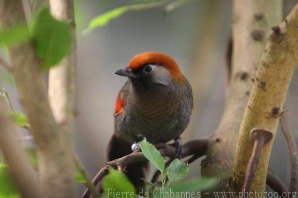 Red-tailed laughingthrush