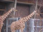 Reticulated giraffe