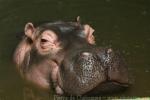 Common hippopotamus