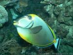 Elegant unicornfish