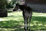 Okapi