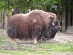 Ward's musk ox