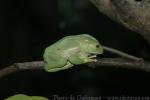 Red-rimmed leaf frog