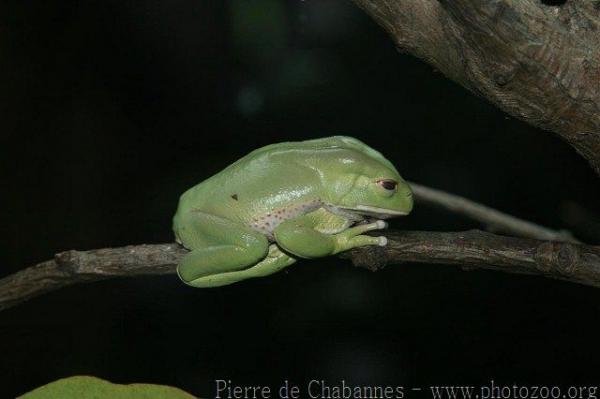 Red-rimmed leaf frog