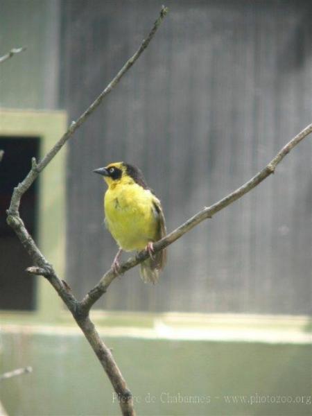 Baglafecht weaver