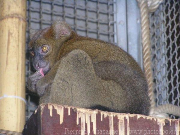 Greater bamboo lemur