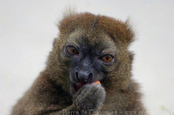 Greater bamboo lemur