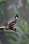 Red-whiskered bulbul