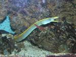 Ribbon moray