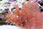 Weedy scorpionfish