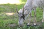 Mongolian saiga *