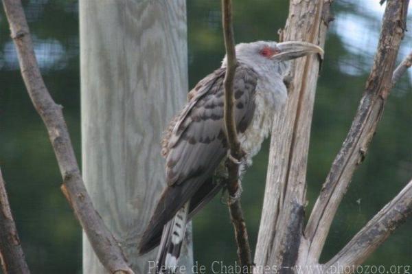 Channel-billed cuckoo