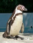 Humboldt's penguin