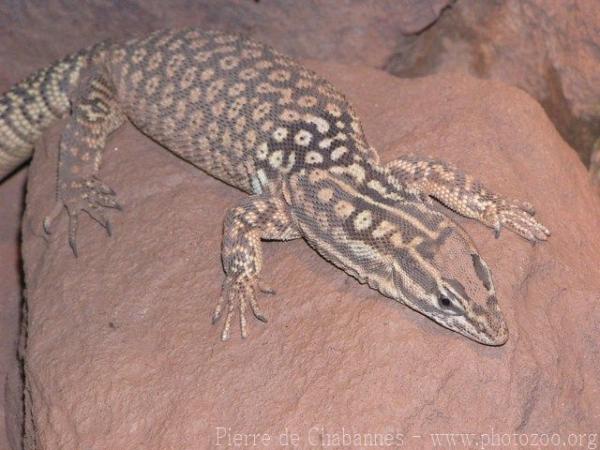 Ridgetail monitor