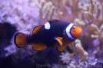 Orange clownfish