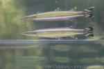 Striped pike-characin