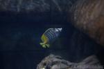 Atoll butterflyfish