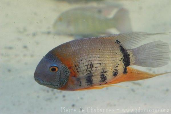 Halfbanded cichlid