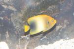 Guinean angelfish