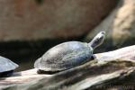 Yellow-spotted river turtle