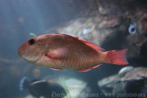 Redtail parrotfish *