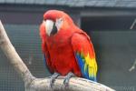 Scarlet macaw