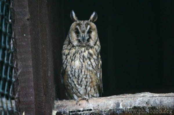 Northern long-eared owl