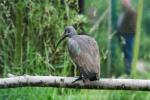 Hadada ibis