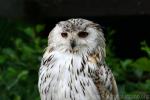 Siberian eagle-owl