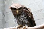 Barred eagle-owl *