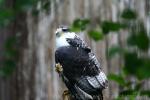 Augur buzzard